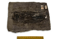 F 02506
<br/>
<br/>
<em></em>